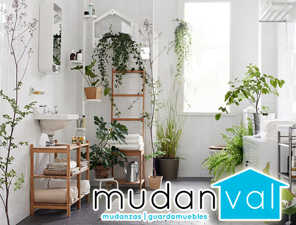 Traslado de plantas ¿Cómo hacerlo?